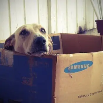 A dog sitting in an open moving box