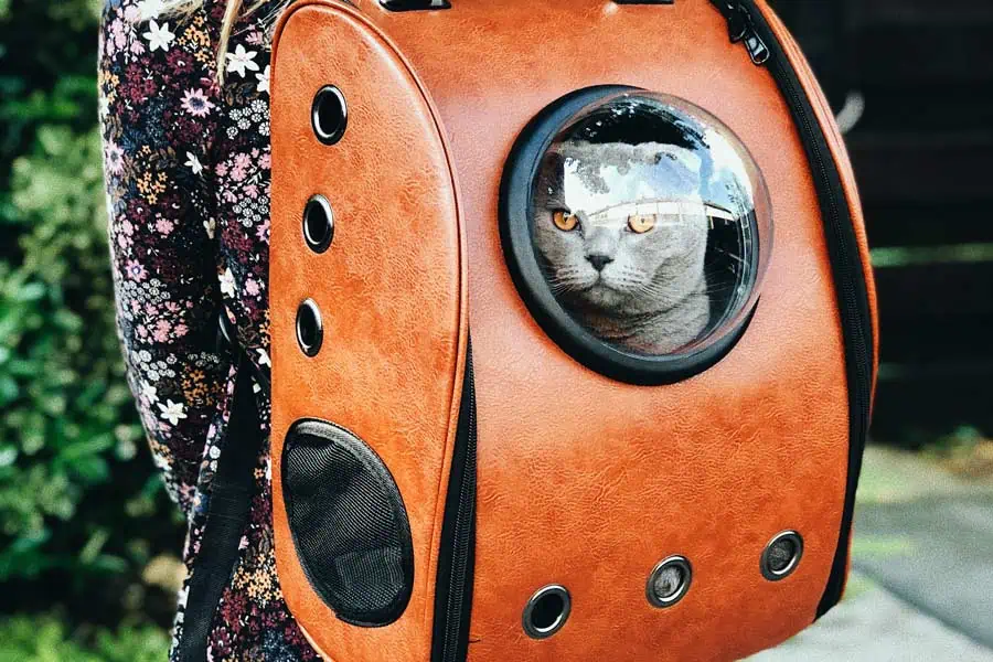 Cat in a backpack carrier ready for a move