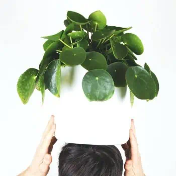 Person holding a potted plant