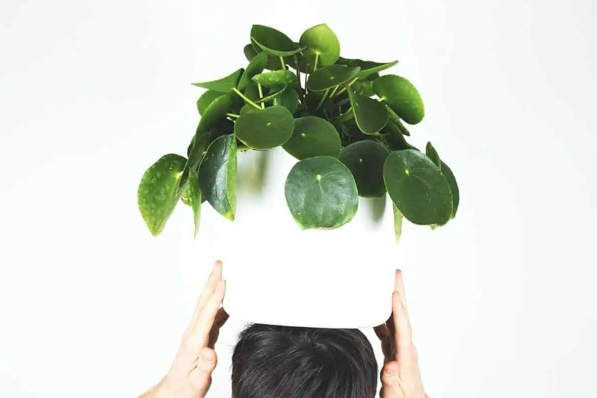 Person holding a potted plant